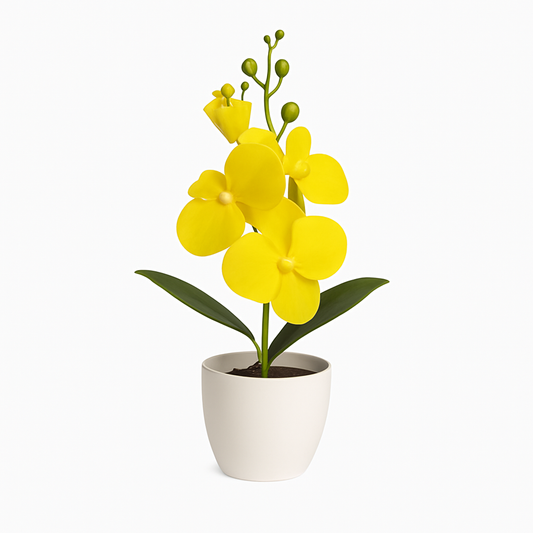 UV HOME – Elegant White Phalaenopsis Orchid in Ceramic Pot