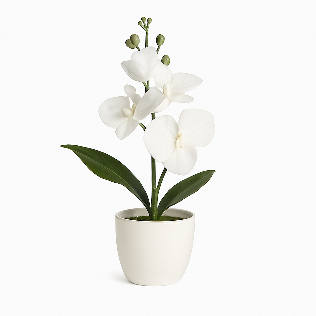 UV HOME – Elegant White Phalaenopsis Orchid in Ceramic Pot