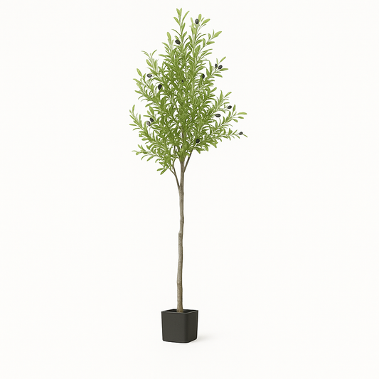 UV HOME – Elegant Indoor Olive Tree in Minimalist Black Pot
